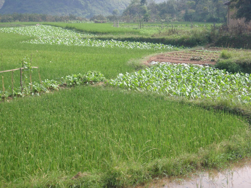 Terraced Rice Paddies and other plants.
